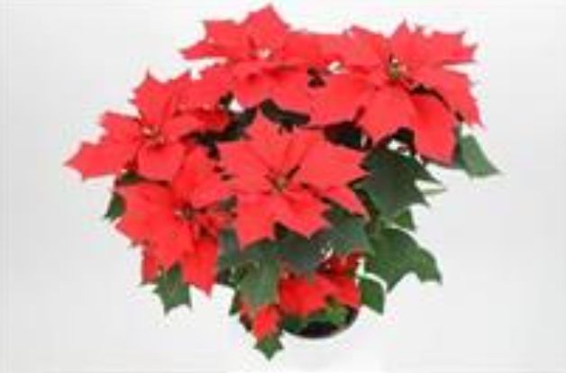 밝은 빨강, 잎이 갈라진 ‘플레임’