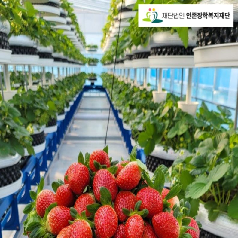 딸기 식물공장